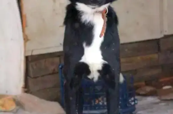 Пропала собака в Лесосибирске, нужна помощь!