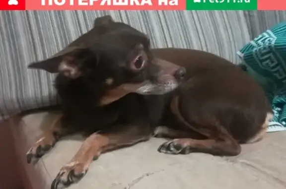 Найдена собака на улице Архангельская 80 в Череповце