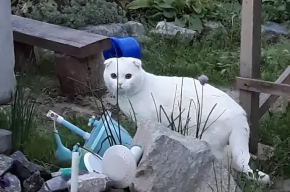 Объявления о пропавших и найденных животных, Стрехнино, фото: Пропал кот в селе Стрехнино, д5. Срочно нужна помощь!