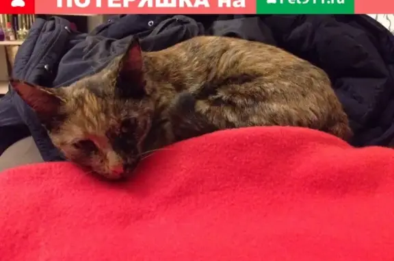 Найдена трехцветная кошка на ул. Алексеева 8