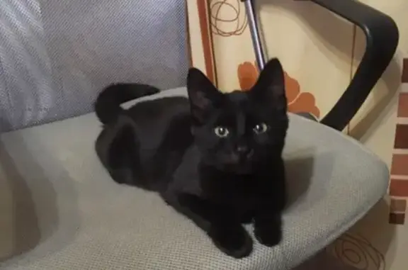 Найден чёрный котёнок на Проходной, Коломна