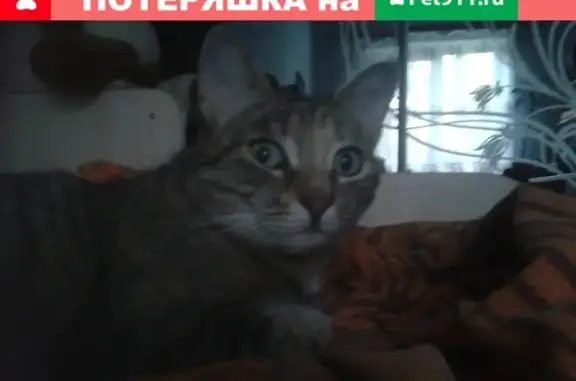 Пропала кошка Фиса на ул. Петрова, Ключевая, Петрозаводск