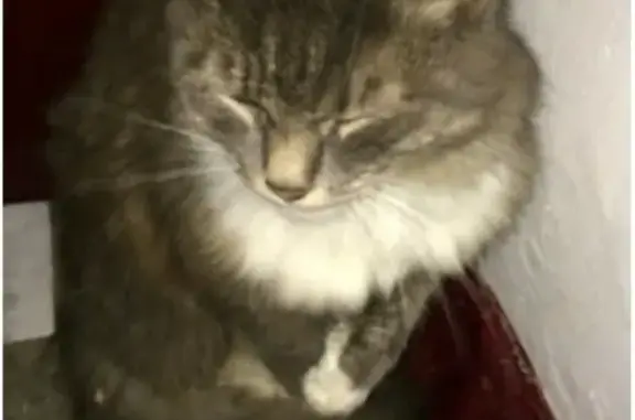 Пропала кошка Нюся в Суханово, Березники.
