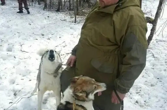 Пропала собака в Ижевске, Воткинский переулок.