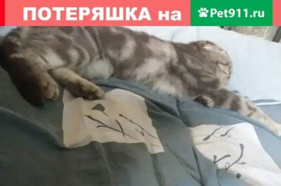 Кошки потеряшки, Донское, фото: Потеряшка кошка в с. Донском на ул. Советской