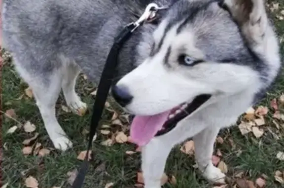 Пропала собака в Приокском районе, есть клеймо в паху.