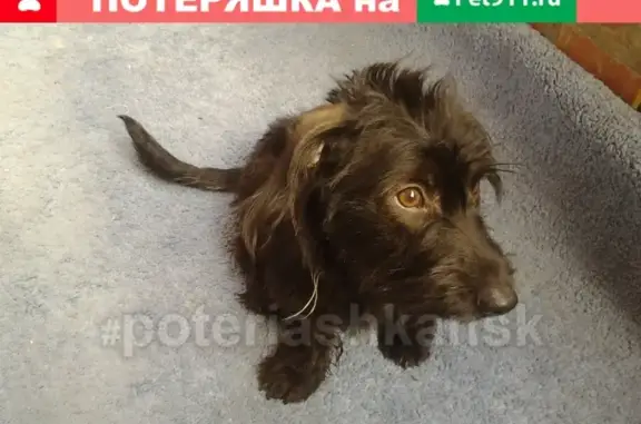 Пропала собака на ул. Паласа, Новосибирск
