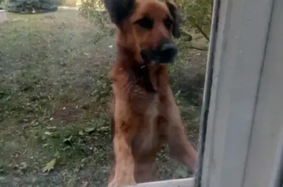 Найден умный пес в Вольске, нужна помощь в поиске хозяев