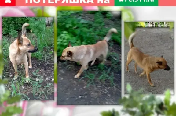 Пропала собака Рыжий на Первомайской улице