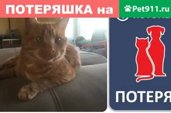 Пропала кошка в Калининграде на улице Краснокаменной #ПОТЕРЯН_КОТОПЕС39