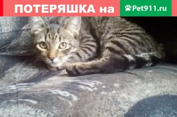 Пропал кот Кузьма на улице Братьев Сизых