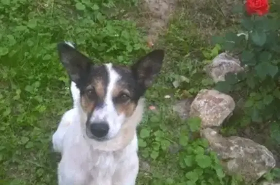Пропала собака Жуля в Рязани