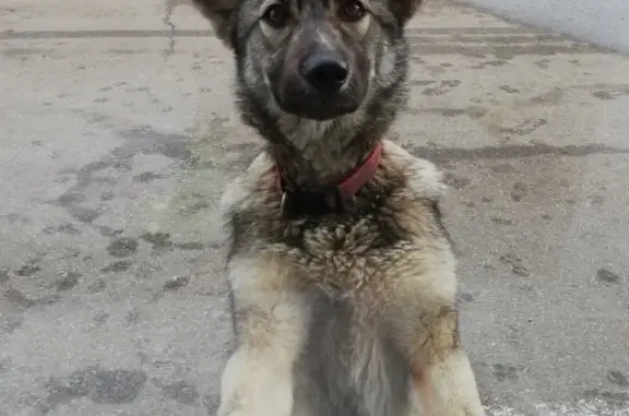 Найдена собака в Черной Грязи, Московская область