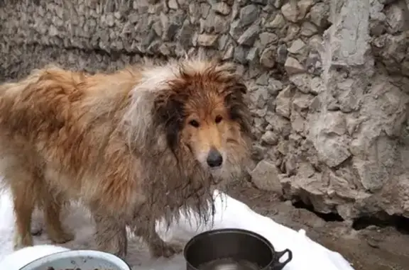 СРОЧНО! Найдена похожая на шелти собака в Новосибирске