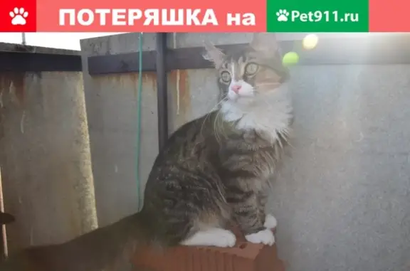 Кошки потеряшки, село Молочное, фото: Потеряшка кот Фунтик в п. Молочное, ищем в д. Скородумка.