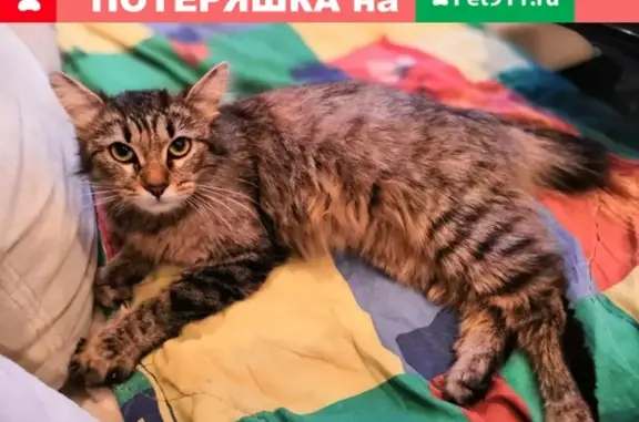Найдена беременная кошка по адресу Б. Купавенский д.12