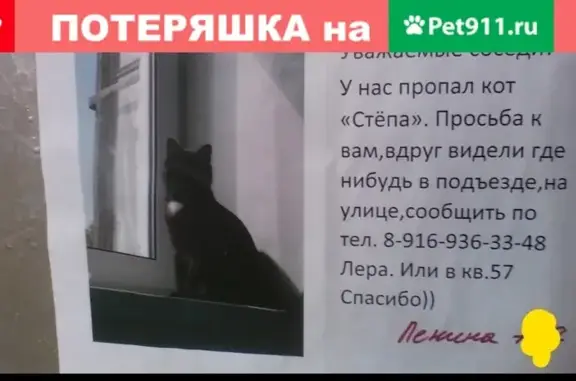 Пропала кошка с белым пятном на груди в Электростали, пр-т Ленина, 13А