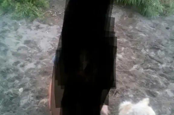 Пропала собака и кошка в Бийске, Россия