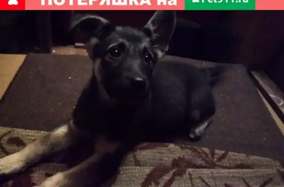 Найден щенок на ул. 50 лет Октября