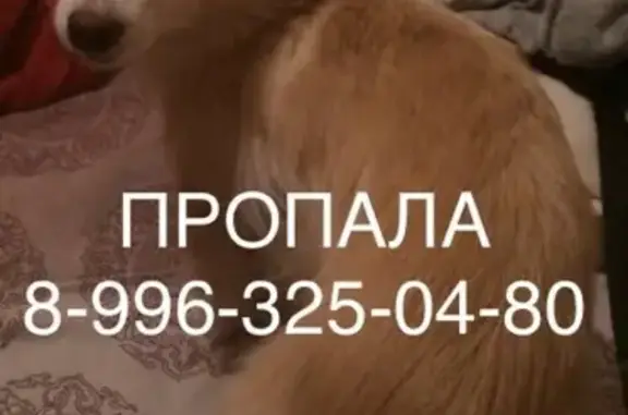 Пропала собака в Чайковском, помогите найти!