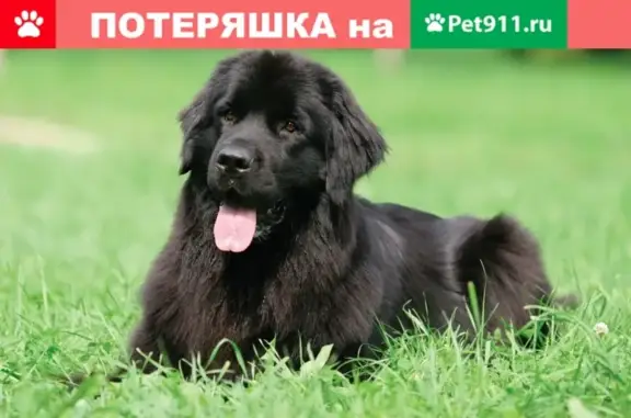 Пропала собака в Москве, метро Печатники - Ньюфаундленд Лана