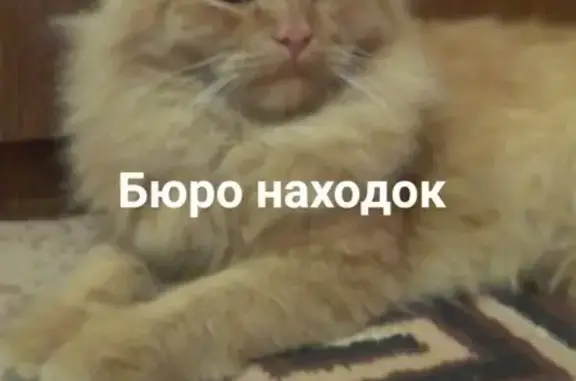 Пропала кошка в Северодвинске, район Комсомольской 32