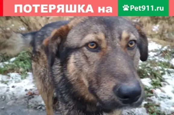 Найдена собака в Череповецком районе, п. Суда