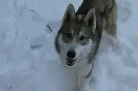 Собаки потеряшки, Октябрьское, фото: Потеряшка собака Аза в Дюдьково!