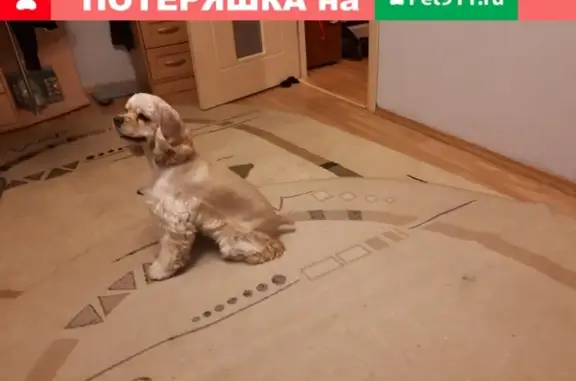 Пропала собака в Тольятти, возле ГСК 59 