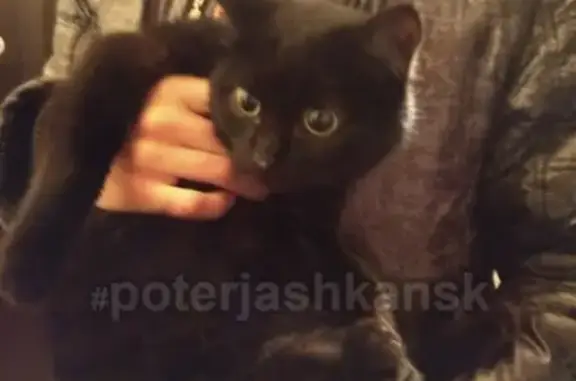 Пропала кошка в Бердске, черный кот с белой грудкой.
