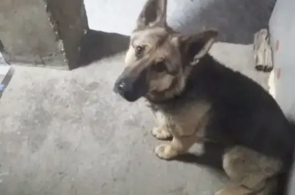 Пропала собака без ошейника в Магнитогорске