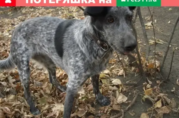 Пропала собака в Ангарске, 77-й квартал.