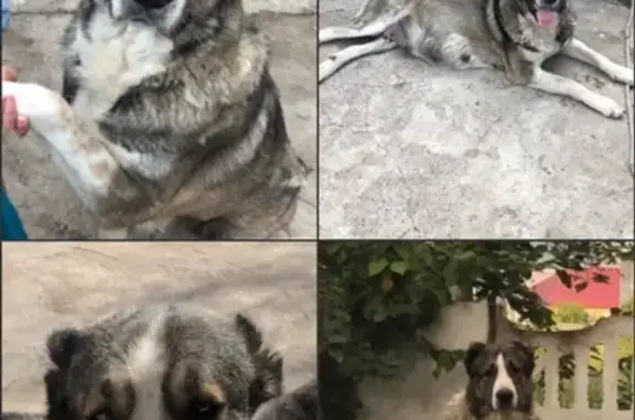Пропала собака Гайда в Красноярске на улице Калинина