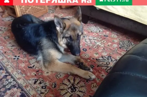 Пропала собака Челси, Верхнее Макарово, вознаграждение