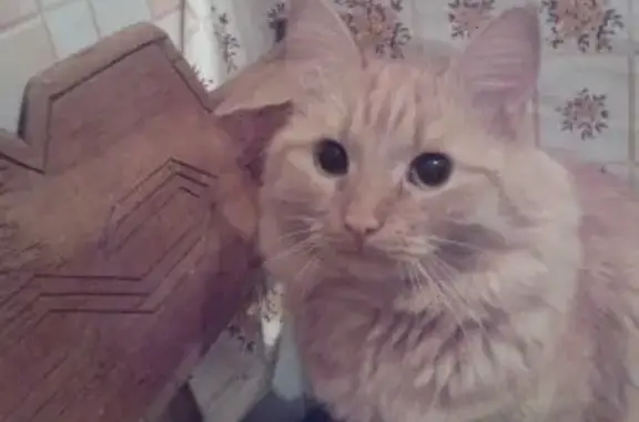 Кошки потеряшки, Ижевск, фото: Потеряшка кот Рыжик в Ижевске, прошу помощи