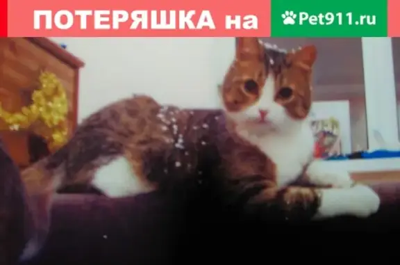 Пропала кошка Муля в Обнинске, вознаграждение!