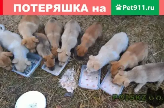 Найдены щенки в Красных Баках, 7 девочек, доставка возможна