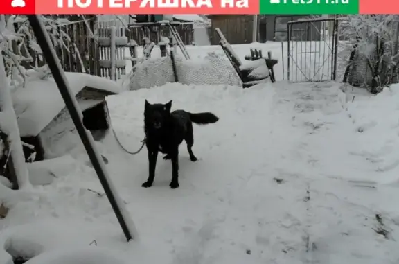 Пропала собака в Шарье, ул. Калинина, 18