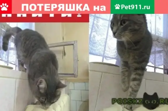 Кошка на Некрасова 14 в Кирове