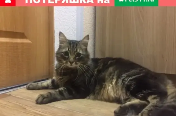 Найдена кошка на острове Декабристов, СПб