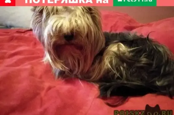 Собака с клеймом ищет хозяев в Красноярске на Урванцева, 4А