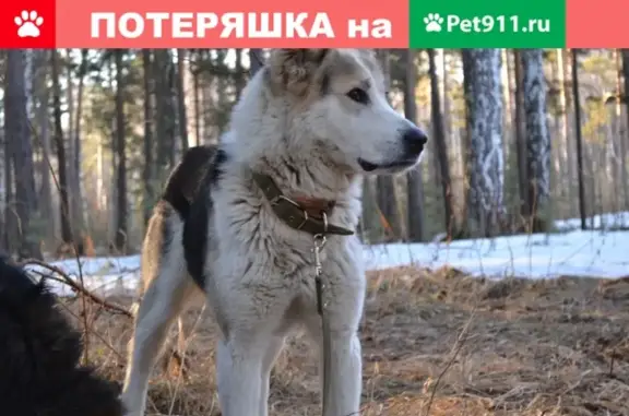 Пропала собака в Бородулино, Свердловская область