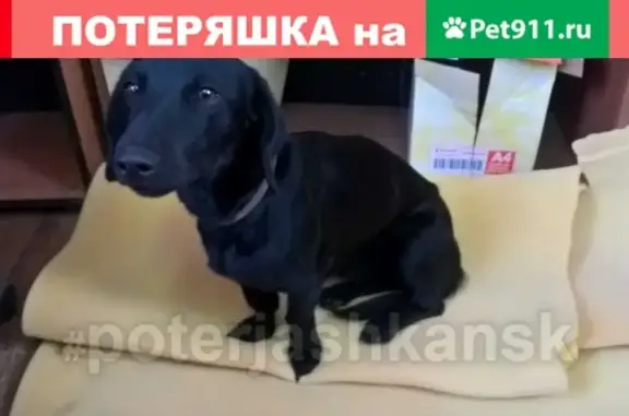 Найдена собака на ул. Олимпийская, Ленинский район