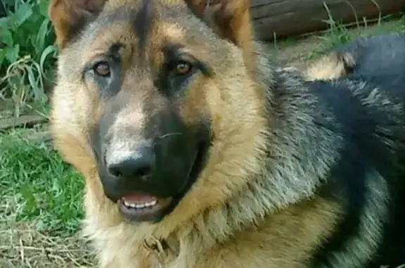 Собаки потеряшки, Курган, фото: Потеряшка собака Арни в Кургане, СНТ Светлый