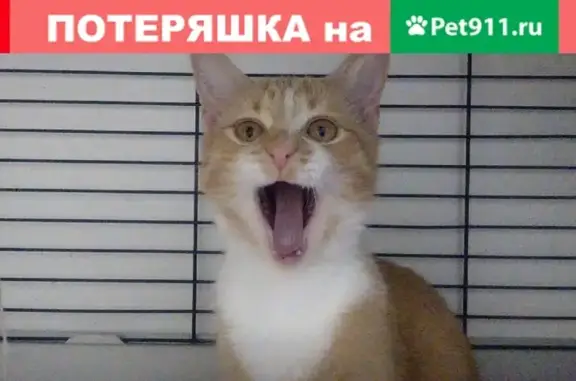 Найден рыжий кот-подросток в Колпино, СПб