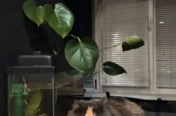 Кошки потеряшки, Саметь, фото: Потеряшка кошка на ул. Колхозной в с. Саметь (Костромская область)