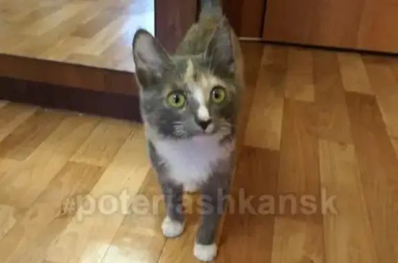 Найдена кошка на Комсомольской, ищем хозяев