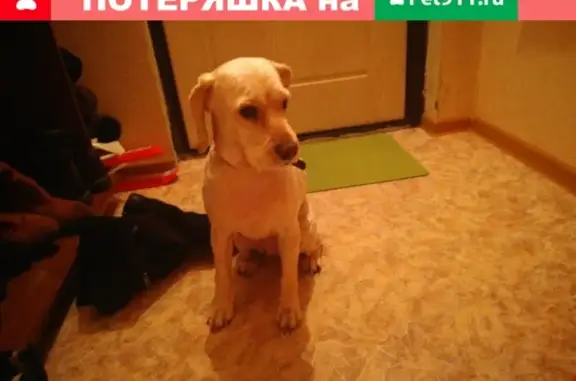 Найдена собака в Новобайдаевской улице 7
