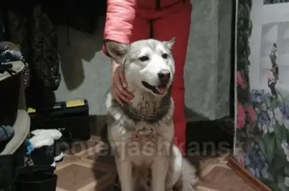 Найдена собака в Первомайском районе без ошейника