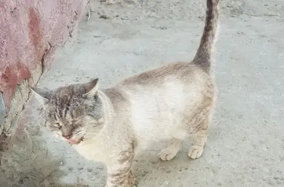 Найден кот, ул. Героев Тулы, Волгоград
